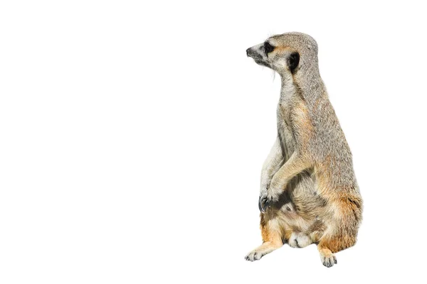 Divertido retrato de Meerkat Manor aislado en blanco. El suricate o suricate es un pequeño carnívoro perteneciente a la familia de las mangostas. Meerkat longitud completa de cerca. Banner con espacio de copia — Foto de Stock