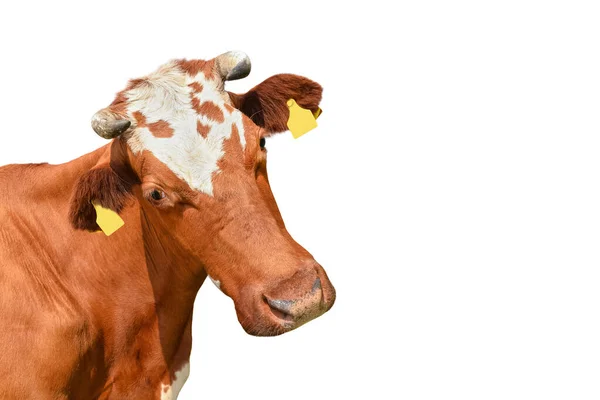 Retrato de vaca manchado vermelho engraçado close-up. Vaca animal de fazenda com chifres isolados no fundo branco — Fotografia de Stock