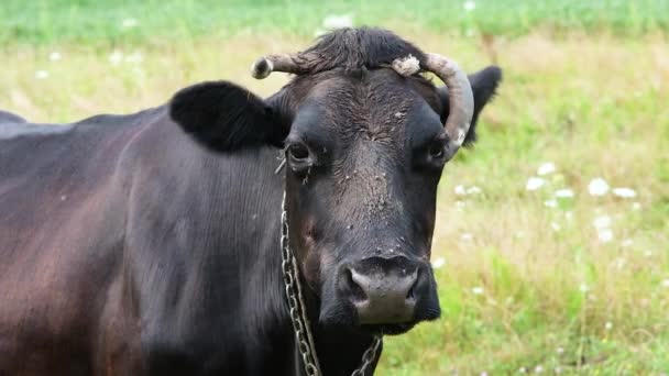Czarna krowa wypasana na łące. Mleczne krowy jedzące długą trawę na pięknym polu. Koncepcja rolnictwa i rolnictwa. Wideo w rozdzielczości Full HD. Zwolniony ruch. — Wideo stockowe