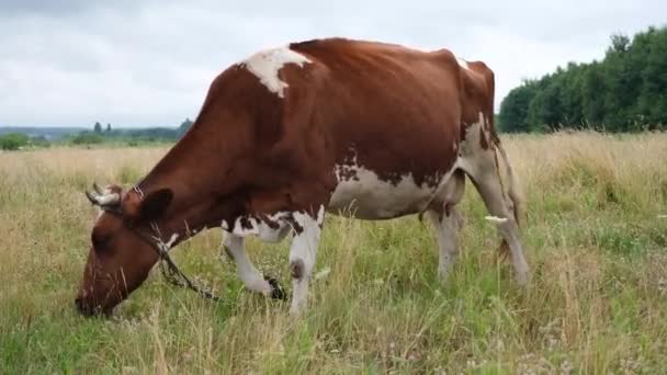 Vaca vermelha a pastar no prado. Vacas leiteiras comendo grama em belo campo. Conceito agrícola e agrícola. Vídeo de resolução 4k. — Vídeo de Stock