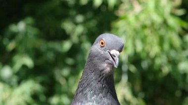 Komik güvercin doğrudan kameraya bakıyor. Ağır çekim tam HD video. Bir güvercinin portresi derin bir bokeh ile yeşilliğin arka planında