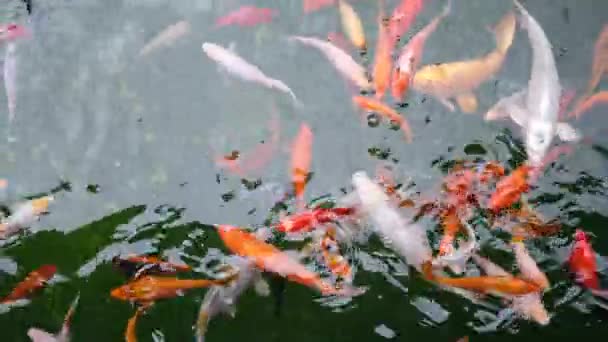 Koi atau ikan nishikigoi berenang di kolam dekoratif di kebun binatang. Video resolusi 4k tampilan atas. Fancy Carp berenang di kolam. — Stok Video