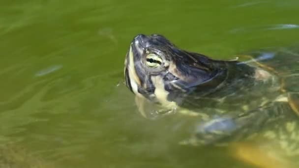 動物園の人々は魚を水棲カメに食べさせます。フルHDスローモーションビデオ. — ストック動画