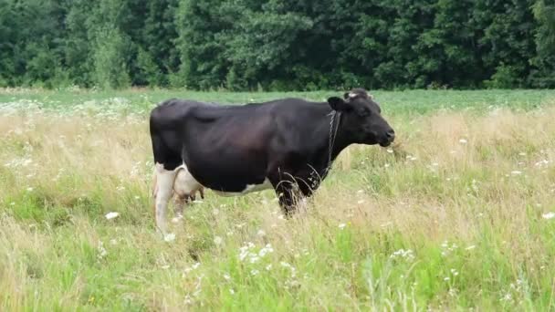 Vaca manchada negra pastando en el prado. Vacas lecheras comiendo pasto largo en un hermoso campo. Concepto de granja y agricultura. Vídeo de resolución 4k — Vídeo de stock