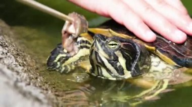 Hayvanat bahçesindeki insanlar su kaplumbağalarına balık yediriyor. Tam HD yavaş çekim videosu.