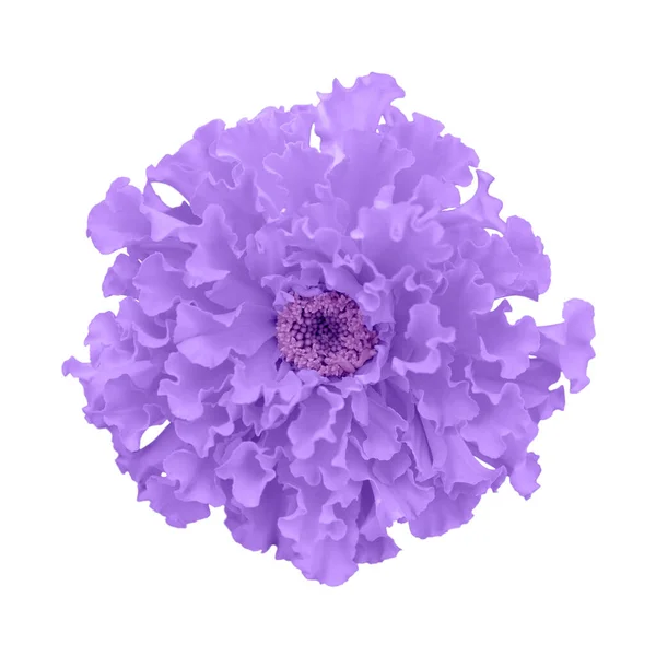 Belle tonalité en fleur de souci violet isolé sur fond blanc. Cibles lumineuses, soucis africains sur blanc — Photo