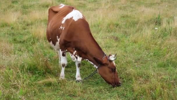 Red spotted cow grazing in the meadow of field. Milk cows eating grass on beautiful field. Farm and Agriculture concept. 4k resolution video — Stock Video