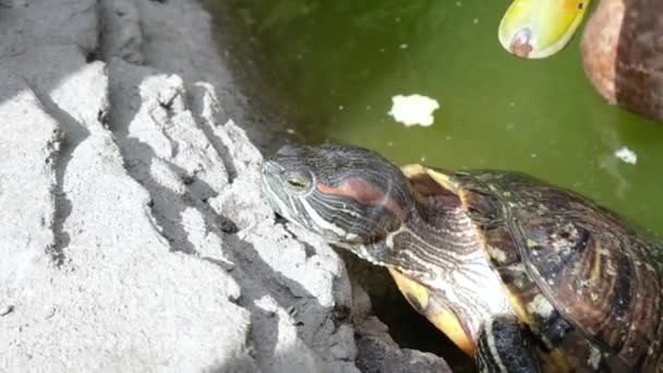 Das Mädchen füttert die Schildkröte im Zoo, und die lustige Ente stiehlt ihr Futter — Stockvideo