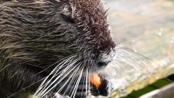 Αστεία coypu επίσης γνωστή ως η nutria τρώει καρότο στο ζωολογικό κήπο. Χαριτωμένο ζώο Nutri Coypu τρώει υγιή καρότο σε εξωτερικούς χώρους. Αργή κίνηση βίντεο full HD — Αρχείο Βίντεο