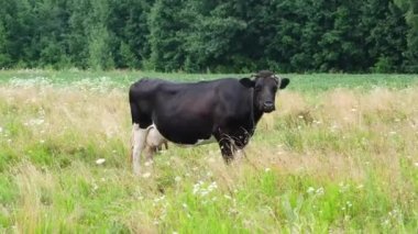 Siyah benekli inek çayırda otluyor. Süt inekleri güzel tarlada uzun otları yiyorlar. Tarım ve tarım kavramı. 4k çözünürlük videosu