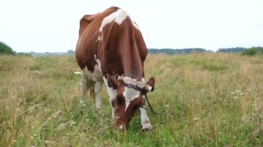 Kırmızı benekli inek çayırda otluyor. Güzel tarlada ot yiyen süt inekleri. Tarım ve tarım kavramı. 4k çözünürlük videosu.
