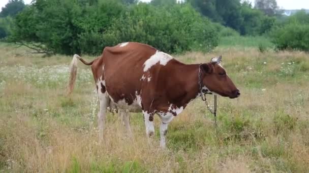 Rood gespot koe grazen in de weide van het veld. Melkkoeien die gras eten op een prachtig veld. Landbouw- en landbouwconcept. 4k resolutie video. Koeienpissen — Stockvideo