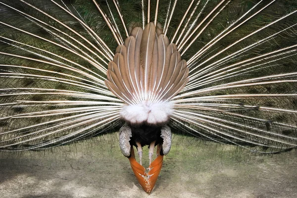 Pavão engraçado com sua cauda espalhada. Fotografia de pavão por trás — Fotografia de Stock