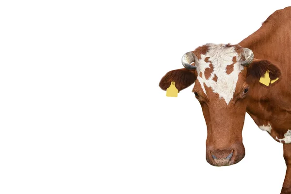 Retrato de vaca manchado vermelho engraçado de perto. Vaca animal de fazenda com chifres isolados em fundo branco. Banner com espaço de cópia — Fotografia de Stock