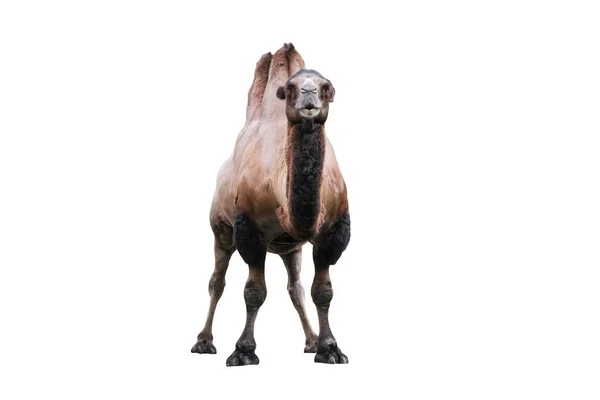 Бактрийский верблюд изолирован на белом. Бактрийский верблюд Camelus bactrianus большой, ровный копытный уроженец степи Монголии. — стоковое фото