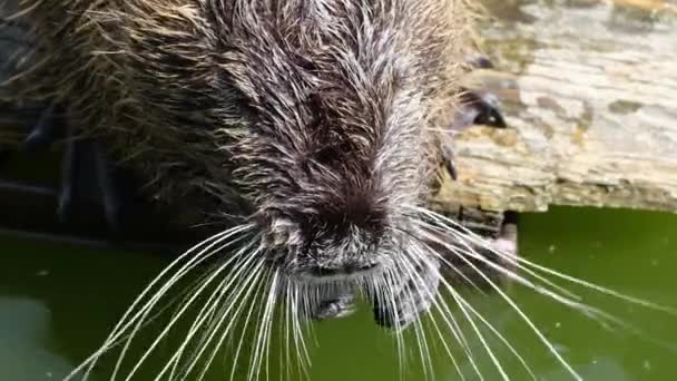 Funny coypu also known as the nutria eating carrot at zoo. Cute Nutri Coypu Animal eating healthy carrot outdoors. Slow motion full HD video — Stock Video