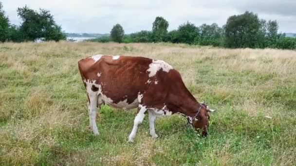 Vaca vermelha a pastar no prado. Vacas leiteiras comendo grama em belo campo. Conceito agrícola e agrícola. Vídeo de resolução 4k. — Vídeo de Stock
