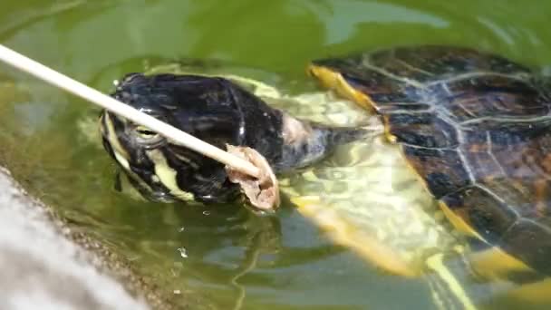 Mensen in de dierentuin voeren vis aan waterschildpadden. Full HD slow motion video. — Stockvideo