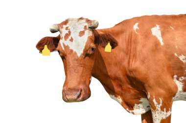 Komik kırmızı benekli inek portresi. Yakından. Beyaz arka planda boynuzları olan çiftlik hayvanı ineği.