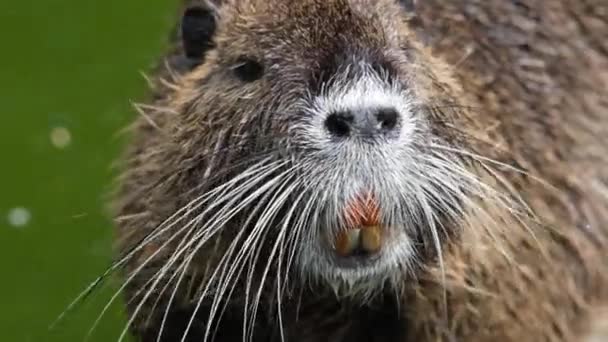 Funny coypu also known as the nutria portrait at zoo. Cute Nutri Coypu Animal at natural habitat. Slow motion full HD video. — Stock Video