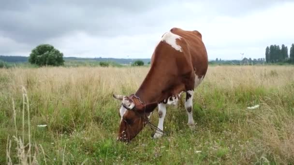 Vaca vermelha a pastar no prado. Vacas leiteiras comendo grama em belo campo. Conceito agrícola e agrícola. Vídeo de resolução 4k. — Vídeo de Stock