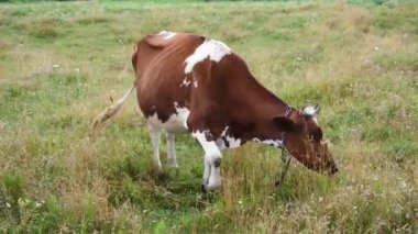 Kırmızı benekli inek çayırda otluyor. Güzel tarlada ot yiyen süt inekleri. Tarım ve tarım kavramı. 4k çözünürlük videosu.