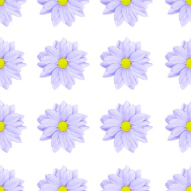 Pastel mor ya da eflatun çiçekli çiçek deseni beyaz arka planda izole edilmiş. Papatya çayı ya da kasımpatı çiçeği deseni. Boşluğu kopyala, üst görünüm.