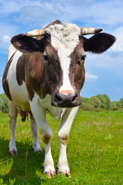 Het portret van jonge koe — Stockfoto