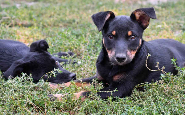 Portrait of two stray puppies — Stock Photo, Image