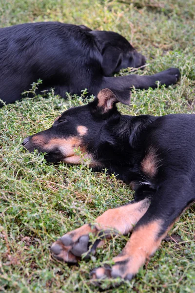 Two stray puppies — Stock Photo, Image