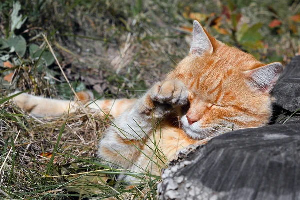 Komik yolunu yitirmek zencefil kedi — Stok fotoğraf
