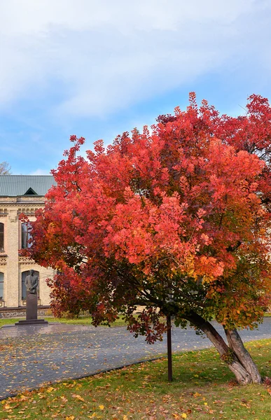 Beautiful tree with bright red autumn leaves Stock Photo