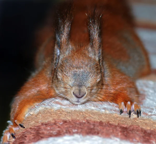 Portrait de l'écureuil roux — Photo