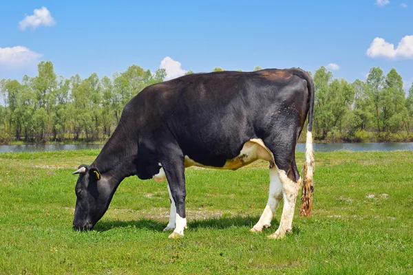 春の牧草地に牛します。 — ストック写真