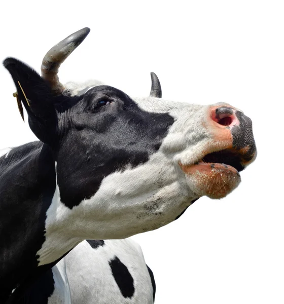 Корова изолирована на белом — стоковое фото
