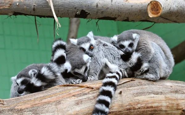 Ring-tailed lemurer — Stockfoto