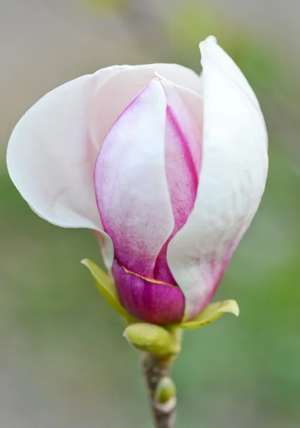 マグノリアの花 — ストック写真