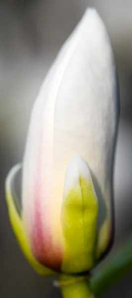 Fiore di Magnolia — Foto Stock