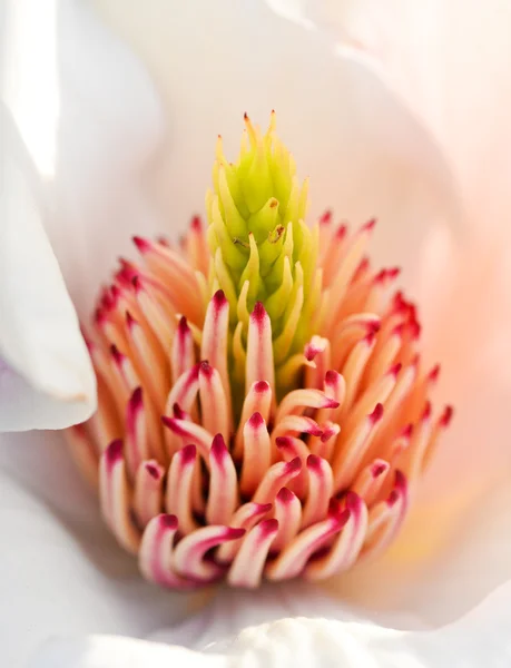 Fiore di Magnolia — Foto Stock