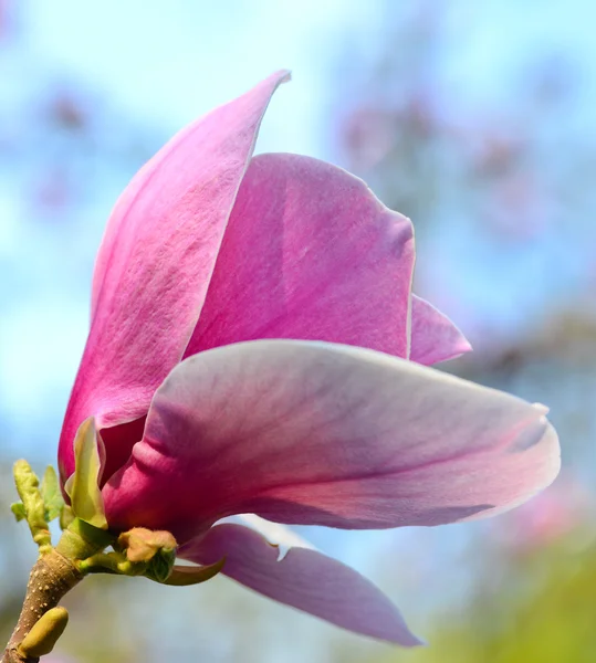 マグノリアの花 — ストック写真