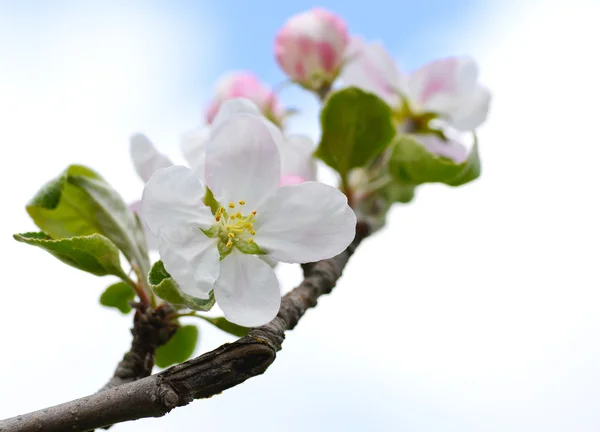 Flor de maçã — Fotografia de Stock