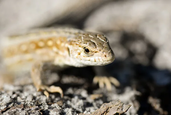 Lagarto — Fotografia de Stock