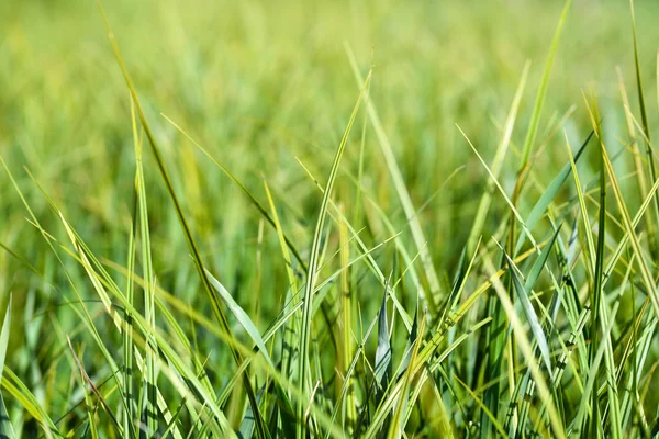 Grass — Stock Photo, Image