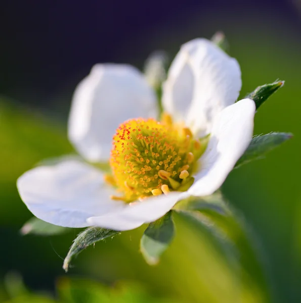 Tenero fiore di fragola — Foto Stock