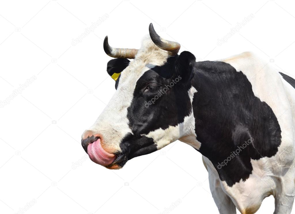 Vache Drole Image Libre De Droit Par Esvetleishaya C Vache Drole Image Libre De Droit Par Esvetleishaya C
