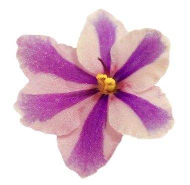 Güzel african violet