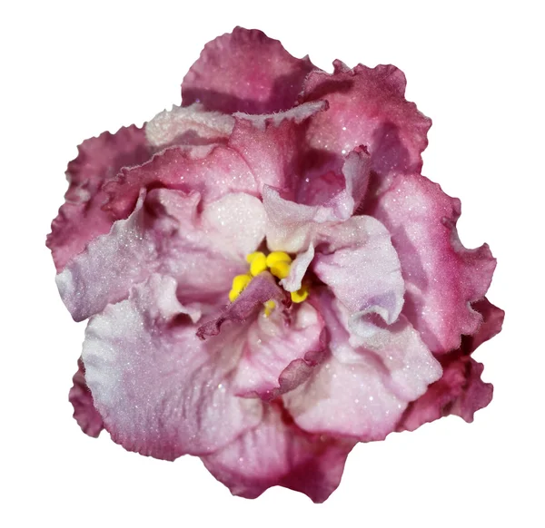 Güzel african violet — Stok fotoğraf