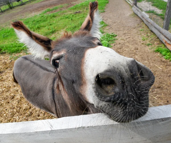 Schattig ezel op de boerderij — Stockfoto