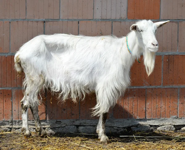 Capra bianca divertente — Foto Stock