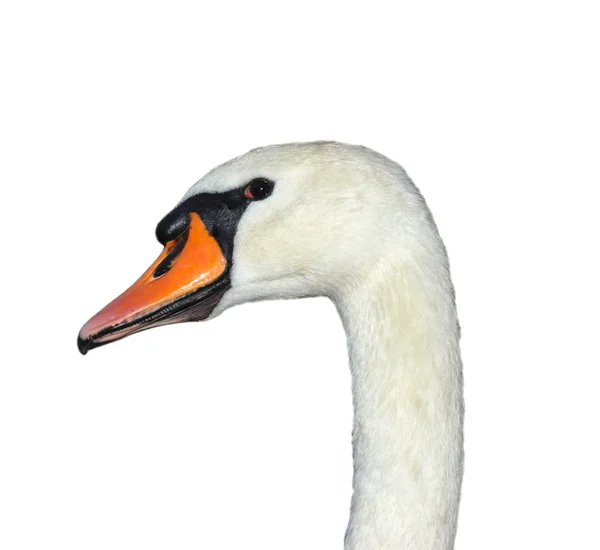 Swan huvud — Stockfoto